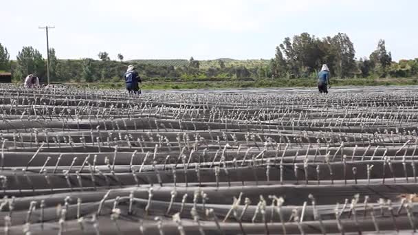 Рабочие выращивают виноград в винограднике — стоковое видео