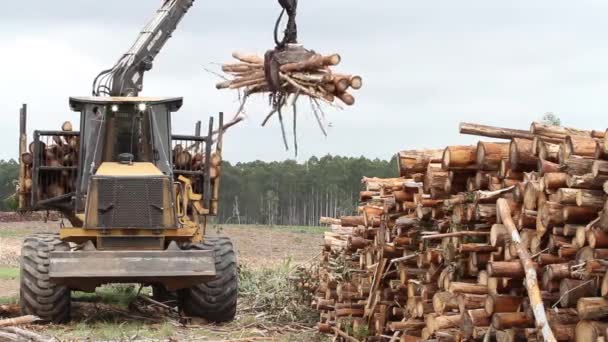 Θεριζοαλωνιστική μηχανή που εργάζονται σε ένα δάσος — Αρχείο Βίντεο