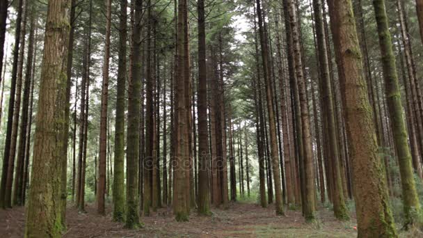 Les arbres dans la forêt verte — Video