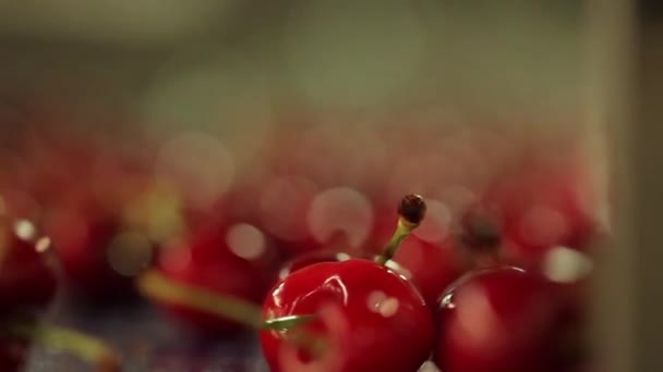 Třešně a višně pohybující se podél pásu továrny — Stock video