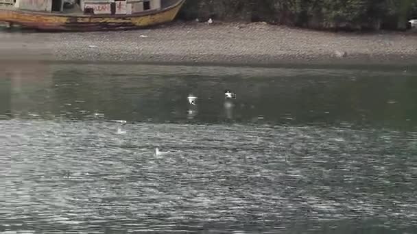 Deniz üzerinde uçan martıları — Stok video