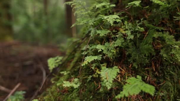 Trunk of the large tree — Stock Video