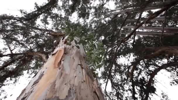 Grands arbres dans la forêt