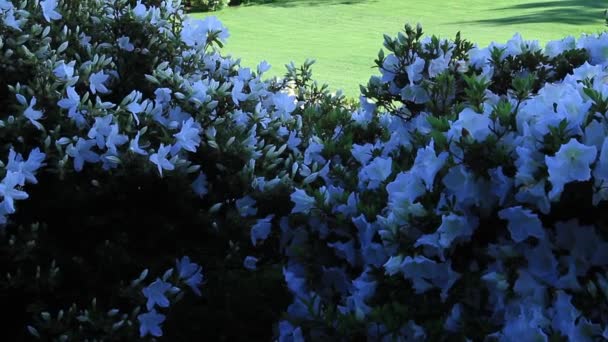 Bílé květy na hřišti — Stock video