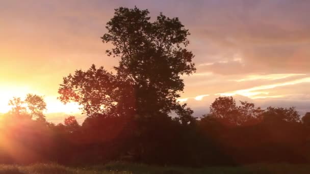 Ampla foto do pôr do sol na floresta — Vídeo de Stock