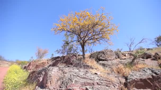 Грязная дорога с фруктовым деревом — стоковое видео
