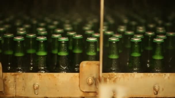 Пляшки пива на конвеєрному поясі — стокове відео