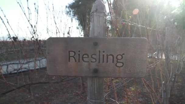Riesling Torontel wine field sign — Stock Video