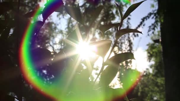 Sol brilla a través de las hojas y el arco iris — Vídeo de stock
