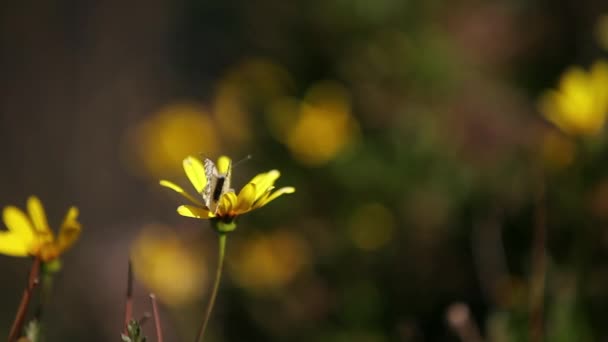 Vlinder zit op een daisy — Stockvideo