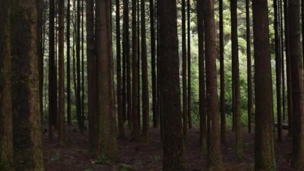 Wysokie drzewa w lesie — Wideo stockowe