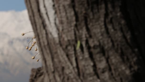 Tree trunk and mountain range — Stock Video