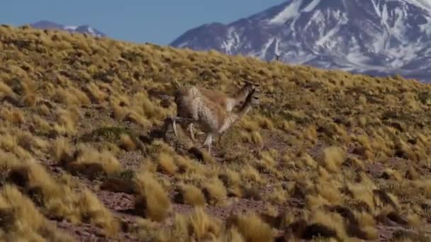 Lamas rennen über Wüstenwiese — Stockvideo