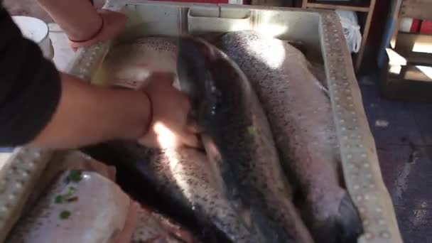 Pescador mostrando un salmón — Vídeo de stock