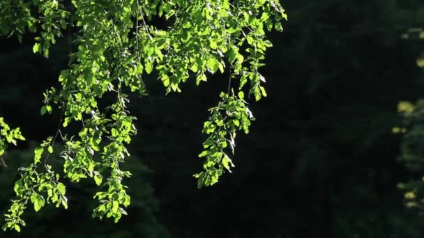 Лесные деревья вблизи — стоковое видео