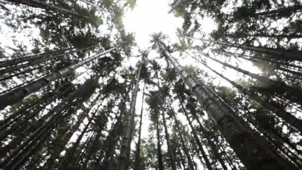 Árboles altos en el bosque — Vídeo de stock