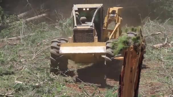 Bosbouwmachines die bomen hakken — Stockvideo