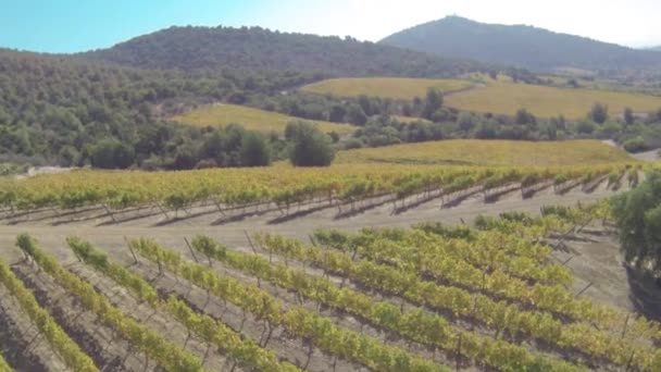 Güney Şili'deki tepelerde şarap tarlaları Stok Video