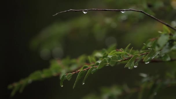 Regent druppels vallen op tak in bos — Stockvideo