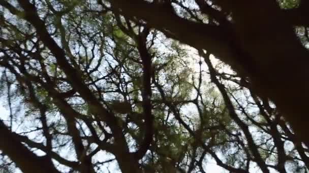 Sole attraverso l'albero della foresta — Video Stock