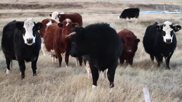소가 들에서 풀을 뜯고 있다 — 비디오