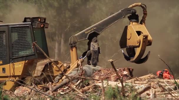 Découpe d'arbres par machine forestière — Video