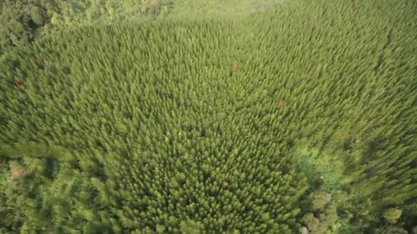 Bosque en el Sur de Chile — Vídeos de Stock