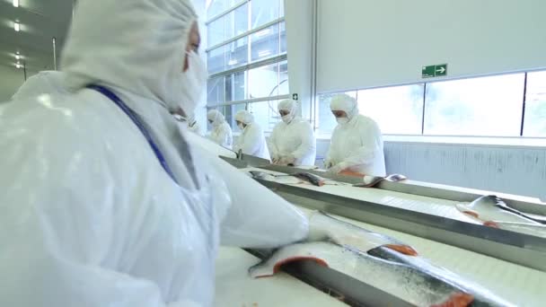 Lavoratori che filettano salmone — Video Stock