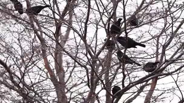 Corbeaux sur les branches d'arbres — Video