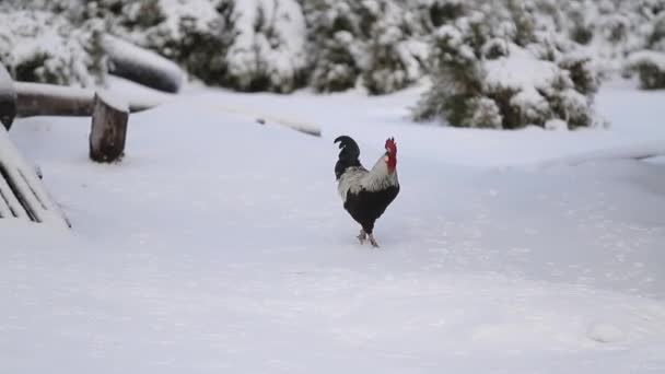 Wide shot of a hen in the snow — Stock Video