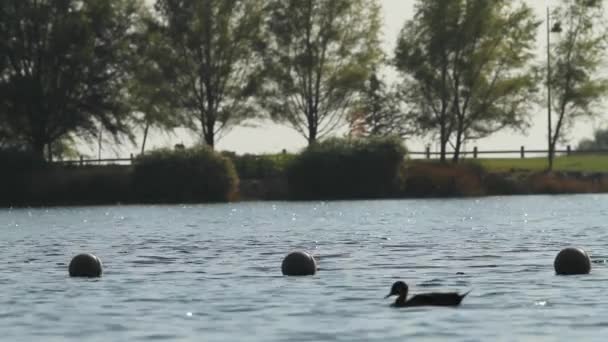 Eenden zwemmen in het meer — Stockvideo