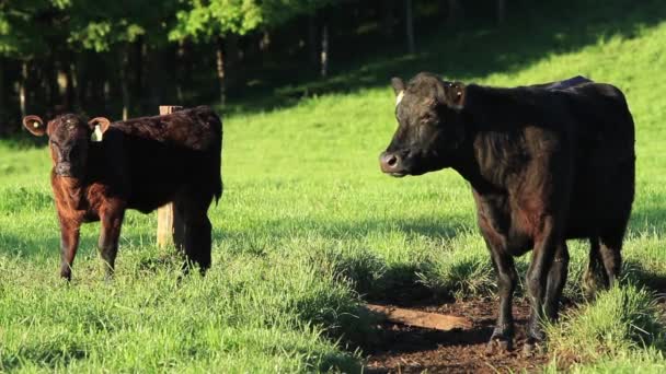 Vacas pastando em um campo — Vídeo de Stock