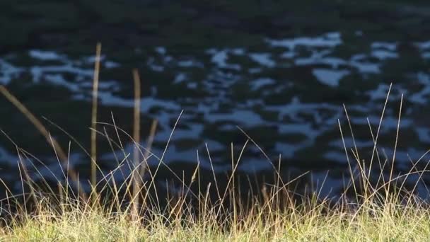 Las malas hierbas frente a los pantanos — Vídeo de stock