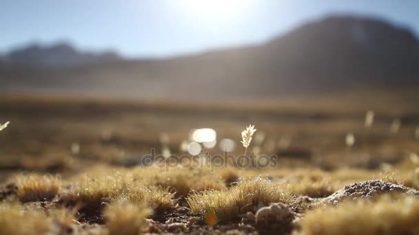 沙漠的阿塔卡马详细 — 图库视频影像