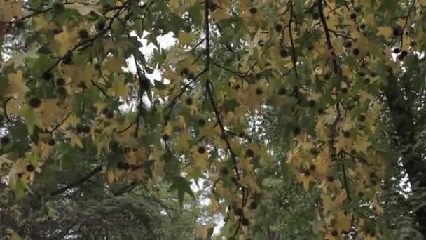 Grenar och blad med himmel bakgrund — Stockvideo