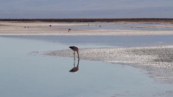 火烈鸟在沙漠湖 — 图库视频影像
