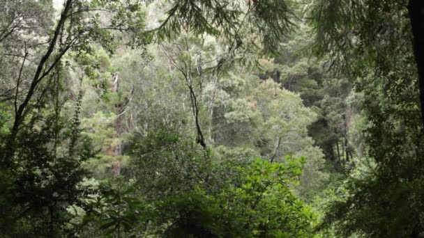 Schöner Wald mit grünen Bäumen — Stockvideo