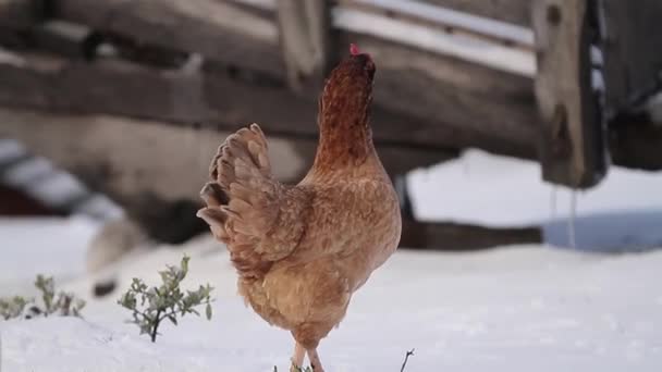 Hen walking in snow — Stock Video