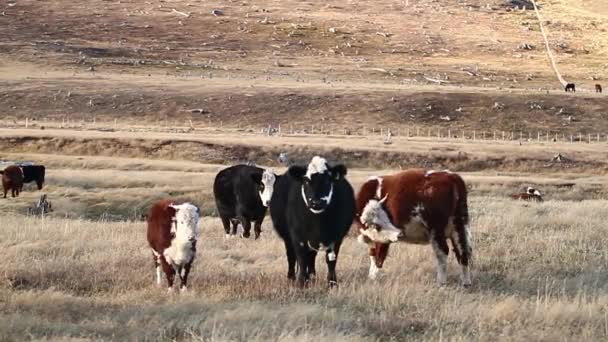 Vacche al pascolo nel campo — Video Stock