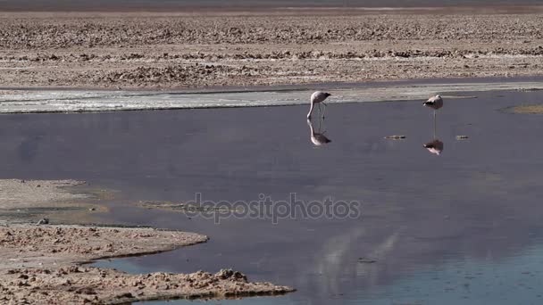 Flamants roses dans le lac désert — Video