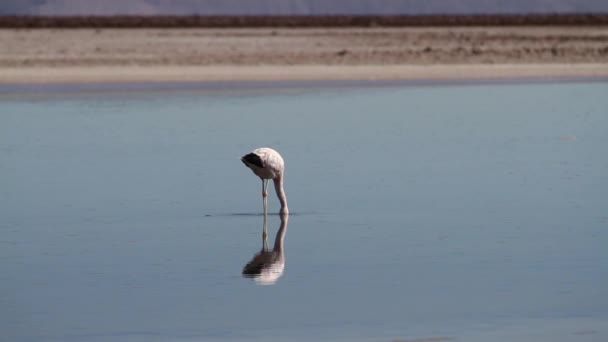 Flamenco en el lago del desierto — Vídeo de stock