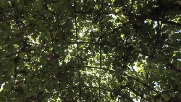 plan moyen de vignes avec raisins 