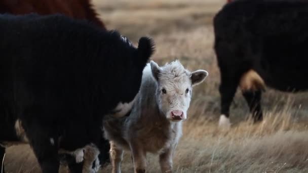 Vacas en el campo — Vídeo de stock