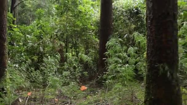 Široký záběr jezdce deštný prales — Stock video