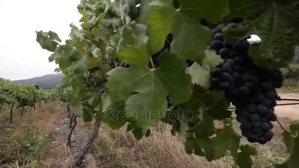 Uvas de vinho frescas — Vídeo de Stock