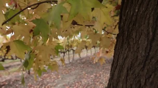 Fresh wine grapes — Stock Video