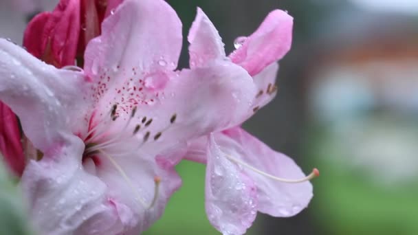 Розовые мокрые цветы — стоковое видео