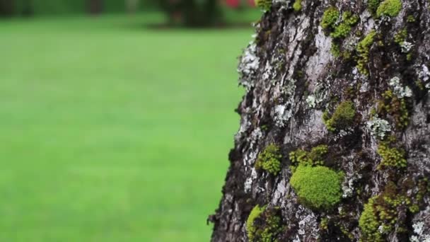 큰 나무의 줄기 — 비디오