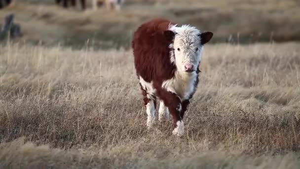 Pâturage des vaches sur le terrain — Video