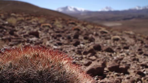 Woestijn cactus en bergen — Stockvideo